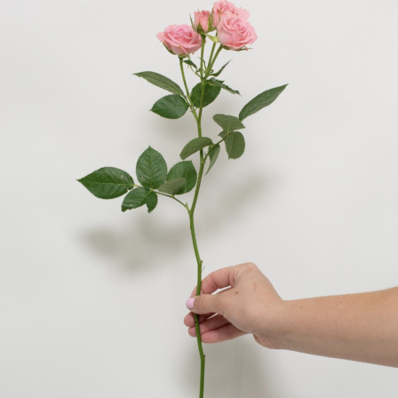 Spray Roses